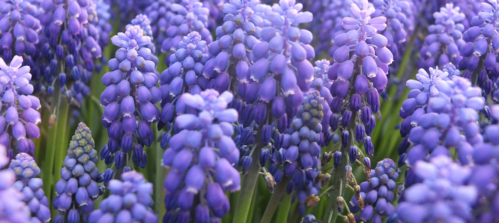 Hyacinth Flower Banner